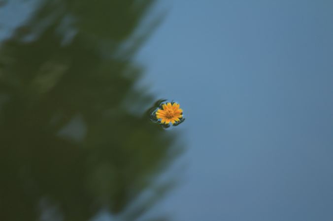 solitary daisy